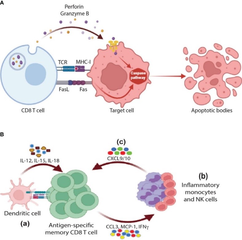 Fig. 1 Cytotoxic functions of CD8 T cells. (Al & Hossam, 2022)